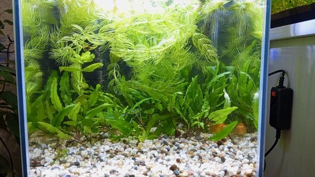 Золотая моллинезия на нерест... #nik_72 смотреть онлайн