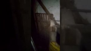 ,, ЧЕПЫШ ВЕРНУЛСЯ,, ВЕДЁТ СЕБЯ ОГРЕСИВНО?