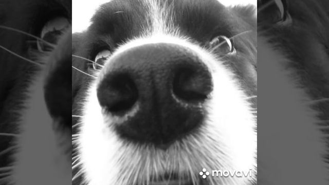 вязанная одежда для собачек под заказ. смотреть онлайн