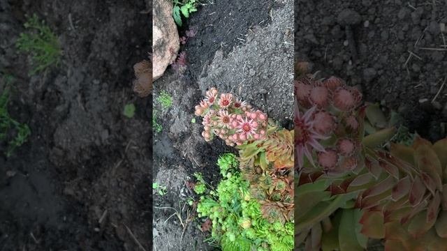 Каменная роза или молодило цветёт? (лат. Sempervivum)