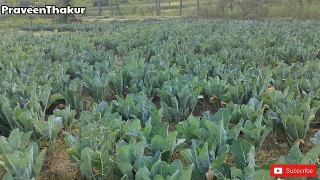 क्या खास है नई NPK 12 32 16 में | Iffco NPK 12 32 16 | nitrogen phosphorus potash | Praveen Thakur