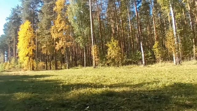 Жизнь в посёлке /Болталка о деревенской жизни/ Гуляю с козами и набрала грибов.
