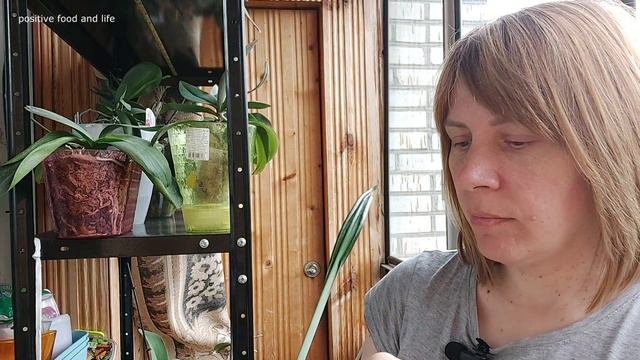 мої красотки//орхідеї//для душі #ukraine #орхідеї #ресурсдлядуші