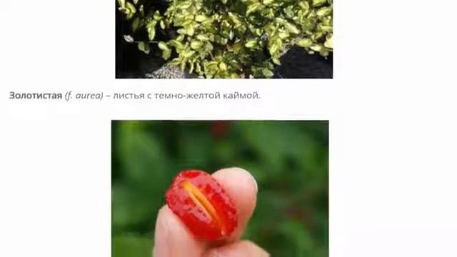 Дерево-кустарник. Лох: описание, посадка и уход. смотреть онлайн