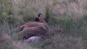 Рождение зубра