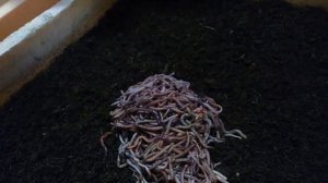 Дендробена. Игра с плотностью закончена...