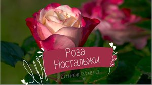 Роза Ностальжи чайно-гибридная, Тантау.?
