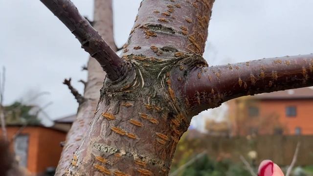 ПРАВИЛЬНЫЙ СПОСОБ ОБРЕЗКИ ДЕРЕВЬЕВ И КАК НЕ НАДО ОБРЕЗАТЬ. Обрезка на кольцо, это как смотреть онлайн
