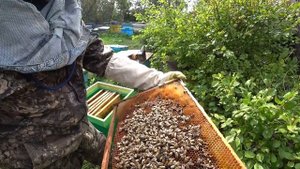 НЕУДАЧНОЕ ОБЪЕДИНЕНИЕ ПЧЕЛОСЕМЬИ ТРУТОВКИ С ПРИВОЗНЫМ ПОЙМАННЫМ РОЕМ, НЕ СТОИТ ДЕЛАТЬ ЭТОГО.