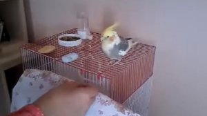 Как научить попугая делать трюки
