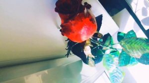 Роза из металла. Rose from metal.