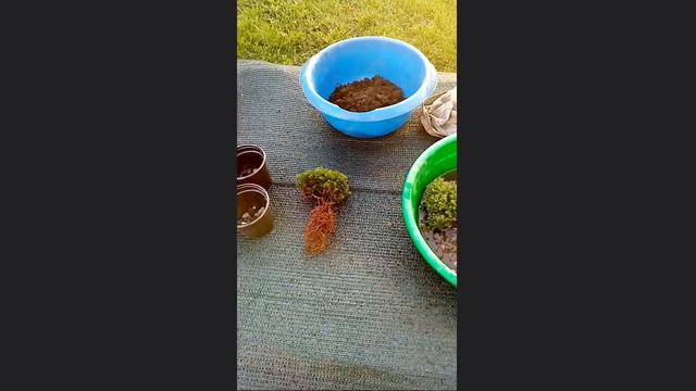 Пересаживаю Тую Тедди смотреть онлайн