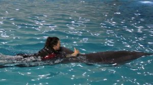 Добрые Дельфины)