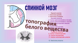 Строение и топография белого вещества спинного мозга