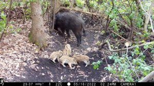 Дикие поросята в лесу.