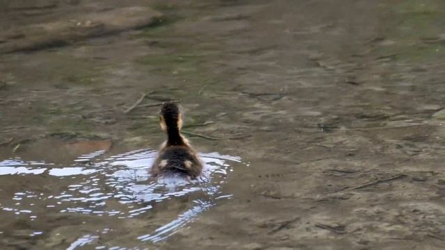 Первое плавание утенка смотреть онлайн