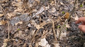 СМОРЧКИ. Условно съедобные грибы. Что это такое?