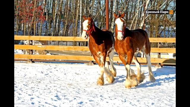 Клейдесдали - гиганты конного мира смотреть онлайн