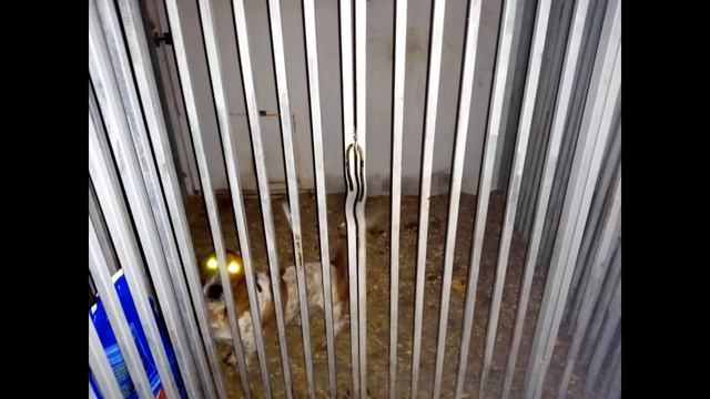 Глазки наших хвостиков смотреть онлайн