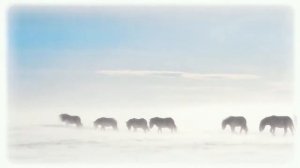 Лошадь прожевальского заповедник "Оренбургский "