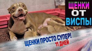 Щенки породы Американский Булли. Какие они в 11 дней? Рассматриваем 7 маленьких щенков Виспы и Голда