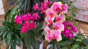 В гостях у Елены Бачуриной. Разговор о покупном грунте. Потрясающие новые роспуски!