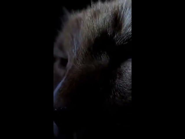 Кот-баюн - Колыбельная от Рыжика