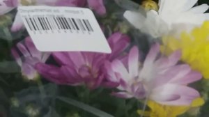 ОРХИДЕИ ПО РАСПРОДАЖЕ И ЦВЕТОЧНЫЙ РАЙ