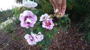 ПОСТОЯННО-ЦВЕТУЩАЯ РОЗА "АЙС ФО Ю" (Rose Eyes for you)