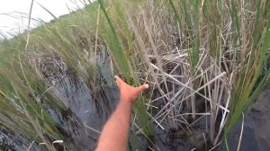 Рыбалка  Жена  обловила  Линь на пасхальный сухарик. Ловля  в июне 2021г. на поплавок . My fishing