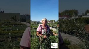 Какой можжевельник выбрать?