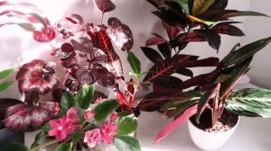 Комнатные растения с красными листьями  Моя коллекция цветов