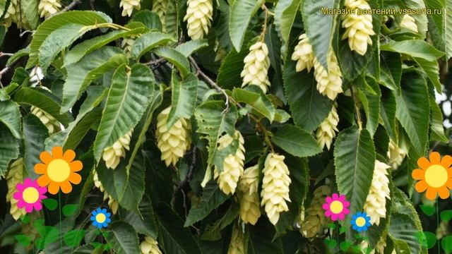 Граб обыкновенный обыкновенный Марья Финдлинг на штамбе. Краткий обзор смотреть онлайн