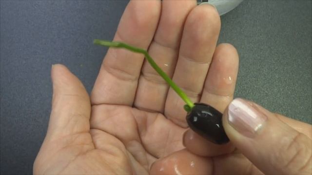 Как вырастить лотос из семян - Посадка лотоса смотреть онлайн