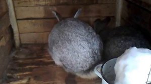 спаривание и случка кроликов