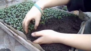 Пикировка ранней капусты в касеты