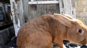 породы кроликов какие есть в моем хозяйстве