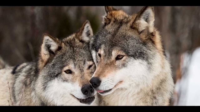 Два волка смотреть онлайн