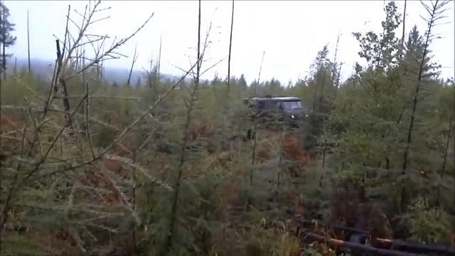 За брусникой