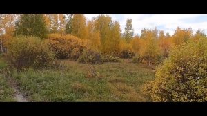 Дразним лосей в осеннем лесу. Лось не дошёл.