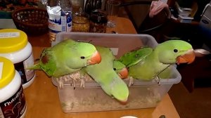 Кормление птенцов александрийских попугаев