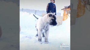 щенки породы турецкий Кангал