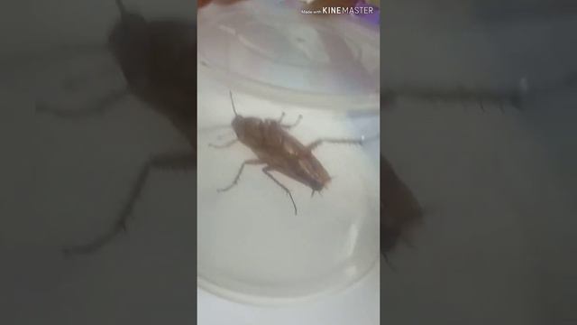 Моя африканская жизнь, Маврикий, 1×03. Зоологический выпуск. Паучки и тараканчики смотреть онлайн