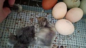 ПРОПАИВАЕМ СУТОЧНЫХ ЦЫПЛЯТ#ЗИМНИЙ ВЫВОД ЦЫПЛЯТ