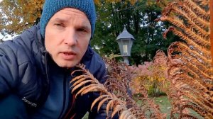 Как выглядит цветок папоротника? Есть ли цветы у папоротников?