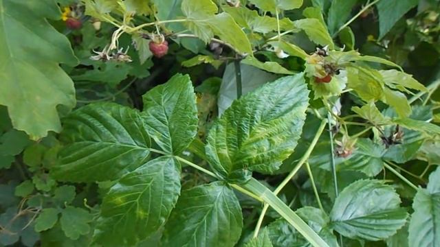 Малина. Полезные свойства листьев лесной малины. смотреть онлайн