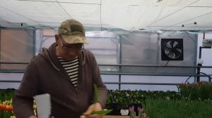 Выгонка тюльпана на 8 Марта 28-й день