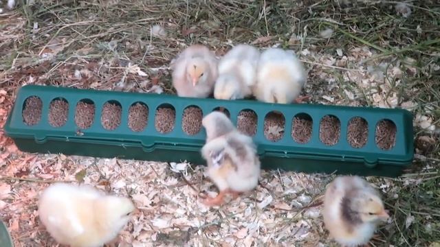 Бройлеры МАСТЕР ГРЕЙ.Недельный возраст,содержание,уход,вес. смотреть онлайн