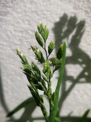 47. Мятлик однолетний - Poa annua