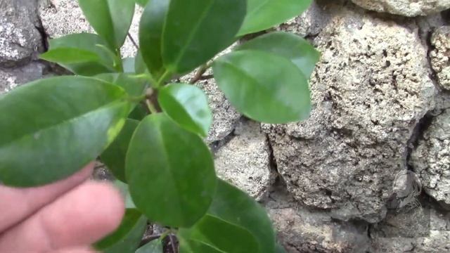 ФИКУС ПАНДА ЛЮБИМ, ЛЕЧИМ,СПАСАЕМ смотреть онлайн